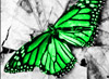 zielony_motylek